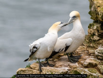 Gannets At Bempton by Angela McLean, Milton Keynes City