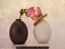 Hellebore Love by Brian Cooke, Harpenden
