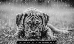 I Hate This Wet Stuff by Paul Winslow, Watford