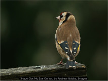 I Have Got My Eye On You by Andrew Nobbs, Imagez