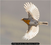 In Flight Mode by Julia Cleaver, Imagez