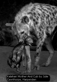 Kalahari Mother And Cub by Julie Cawthorpe, Harpenden
