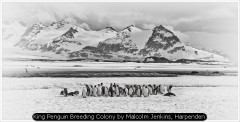 King Penguin Breeding Colony by Malcolm Jenkins, Harpenden