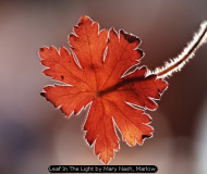 Leaf In The Light by Mary Nash, Marlow