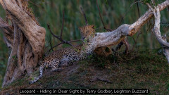 Leopard - Hiding In Clear Sight by Terry Godber, Leighton Buzzard