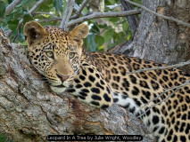 Leopard In A Tree by Julie Wright, Woodley