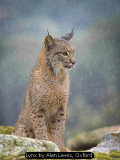 Lynx by Alan Lewis, Oxford
