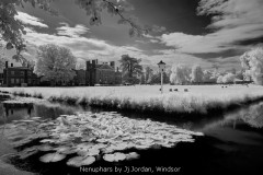 Nenuphars by Jj Jordan, Windsor