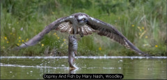 Osprey And Fish by Mary Nash, Woodley