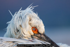 Pelicanus Crispus by Alison Jenkins, Watford