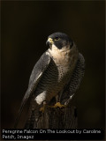 Peregrine Falcon On The Lookout by Caroline Petch, Imagez