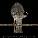 Quenching A Thirst by Wendy Taylor, Leighton Buzzard