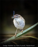 Sedge Warbler by Mark Russell, Maidenhead