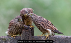 Sharing The Spoils by Terri Adcock, Watford