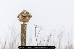 Shortie Lookout by Dave Atkinson, Oxford