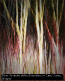 Silver Birch Amid Red Brambles by David Jones, Imagez