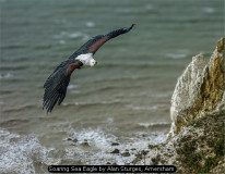 Soaring Sea Eagle by Alan Sturges, Amersham
