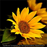 Sunflower Symphony by Georgeta Butland, Maidenhead