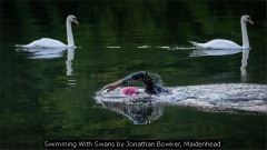 Swimming With Swans by Jonathan Bowker, Maidenhead