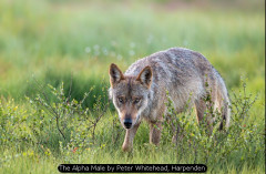 The Alpha Male by Peter Whitehead, Harpenden