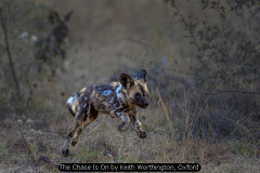 The Chase Is On by Keith Worthington, Oxford