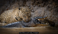 The Kill by Lynn Day, Imagez
