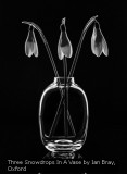 Three Snowdrops In A Vase by Ian Bray, Oxford
