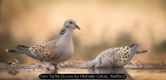 Two Turtle Doves by Michelle Cirkel, Watford
