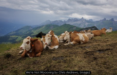 We're Not Moooving by Chris Andrews, Imagez