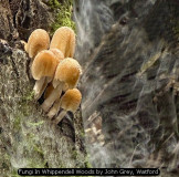 Fungi In Whippendell Woods by John Grey, Watford