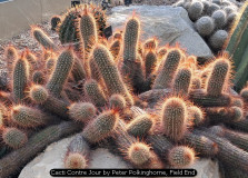 Cacti Contre Jour by Peter Polkinghorne, Field End