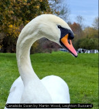 Canalside Swan by Martin Wood, Leighton Buzzard