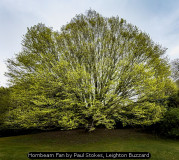 Hornbeam Fan by Paul Stokes, Leighton Buzzard
