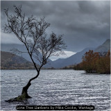 Lone Tree Llanberis by Mike Cooke, Wantage