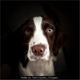 Nellie by Tami Nunley, Imagez