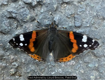 Red Admiral by Lloyd Briscoe, Field End