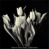Tulips by Peter Martin, Maidenhead