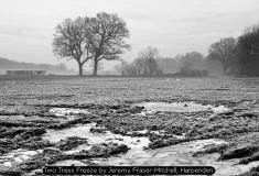 Two Trees Freeze by Jeremy Fraser-Mitchell, Harpenden