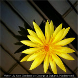 Water Lily Kew Gardens by Georgeta Butland, Maidenhead