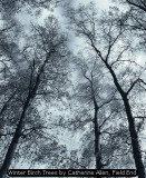 Winter Birch Trees by Catherine Allen, Field End