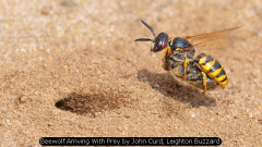 Beewolf Arriving With Prey by John Curd, Leighton Buzzard