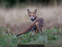 Curious Fox by Dave Belcher, Oxford