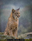 Lynx by Alan Lewis, Oxford