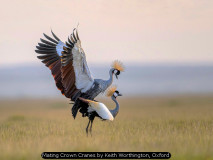Mating Crown Cranes by Keith Worthington, Oxford