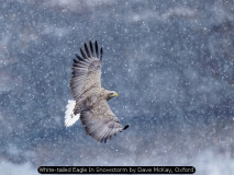 White-tailed Eagle In Snowstorm by Dave McKay, Oxford